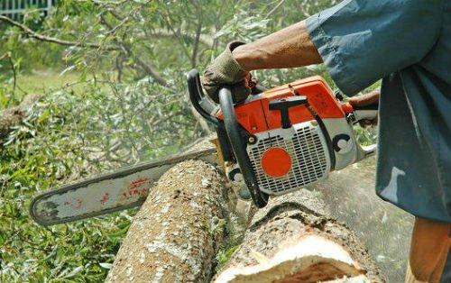 Tree Cutting services