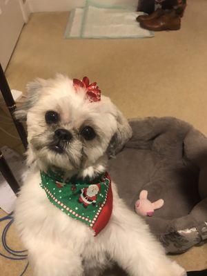 Bella's Beautiful Christmas look