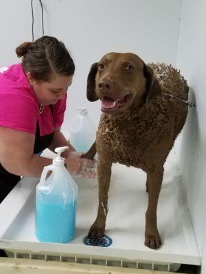 Kona, my own Refined Pup, getting clean!!