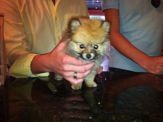 The cutest puppies visit Woof Gang Bakery!