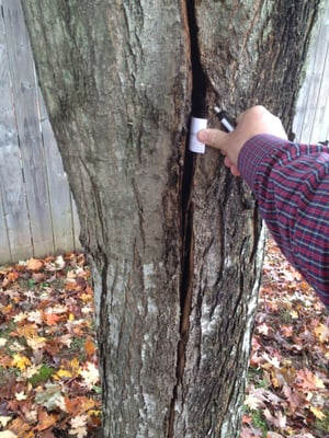 Inspecting a cavity and discussing remediation with client