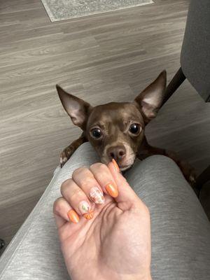 Nails so yummy he can smell the pumpkin spice!