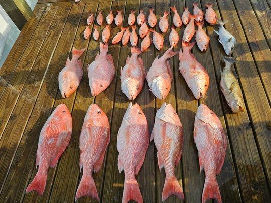 Limit of red snapper in 30 min.  Then went for other species.