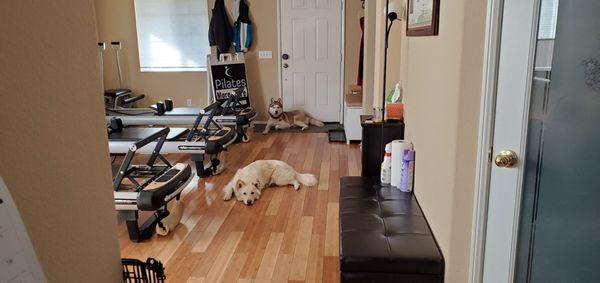 Pup n pilates!