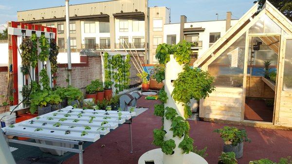 Various Hydroponic Gardens