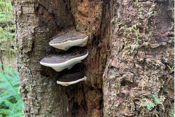 Brown-colored upper surface of shelf fungi.