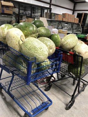 Huge watermelons