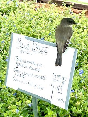 Bird on sign advertising Blue Daze.