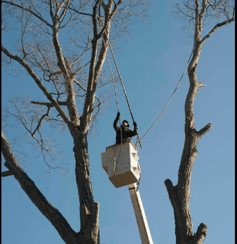 All Season Tree Care