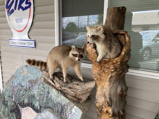 Some Wildlife at the Lodge Entrance