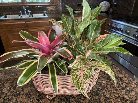 Basket with Bromeliad and Aglaonema