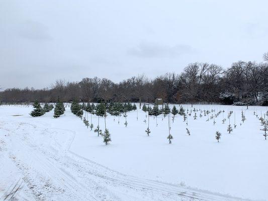 Christmas tree field