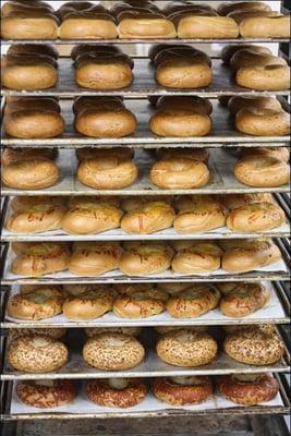 fresh bagels Sunday through Monday