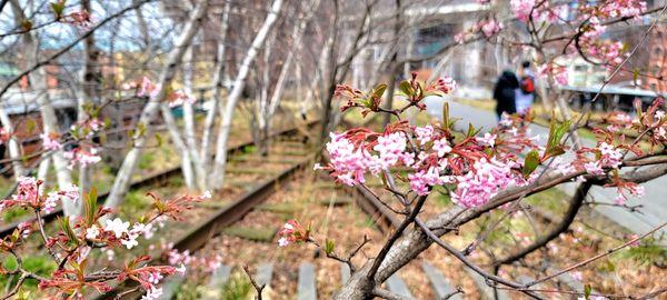 Early Springtime Pink Dawn Viburnum Blooms-High Line Park-Chelsea-NYC