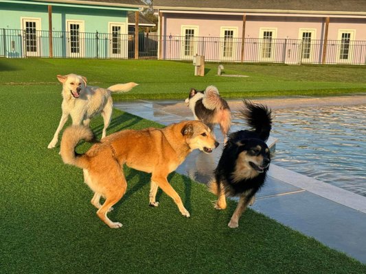 Playful Pawz - A Canine Resort