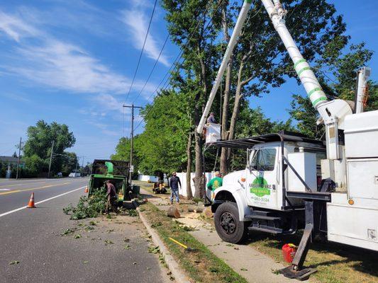 Removing 7 trees from Lindenhurst