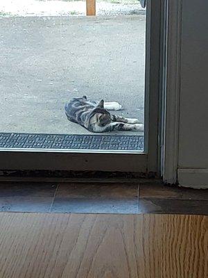 Cat waiting for food!