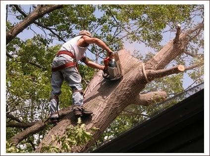 Our tree services professionals offer tree trimming and pruning!