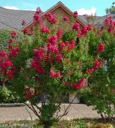 Dwarf Crape Myrtle Tree