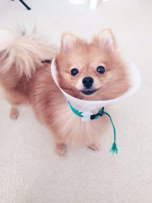 Eevee looking great after her surgery with Dr. Jillian Syrus :)