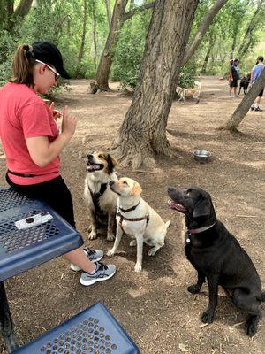 Working on focus with MAJOR distractions. These three are inside a dog park with me in this photo.