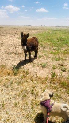 Miniature donkey family living here!