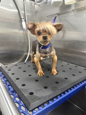 Bath day hairdos are always fun!