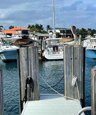 Pelican at Lighthouse Point Marina