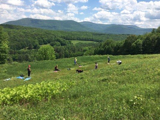 Yoga on Sheep Hill