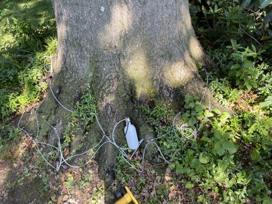 Tree Injections for emerald ash borer and more