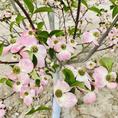 Dogwoods in bloom