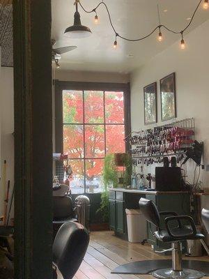 Autumn tree out of window of aveda salon. Salon chairs and color mixing area.