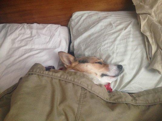 Lyn is resting up to fight the good fight for you in all conditions, Corgis Don't Quit!