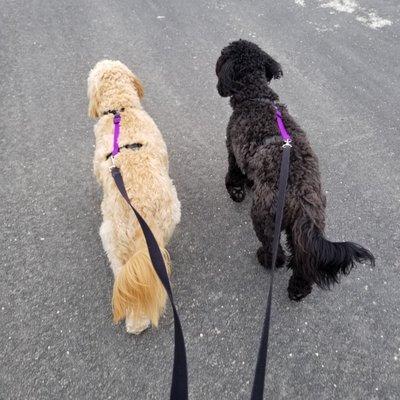 Pretty sister's love to walk/sniff together