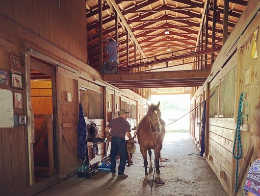 Ernie getting Ringo prepped for riding