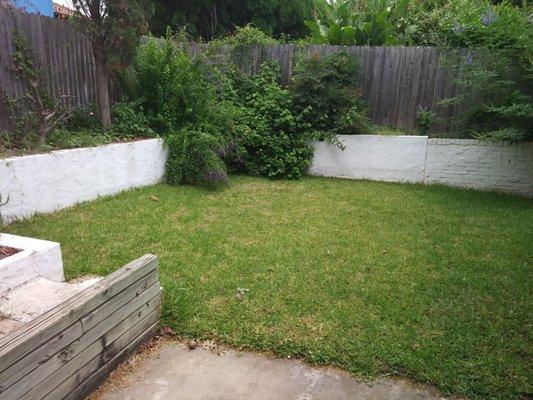 Photos of the front and back yards on Sept 10, last day of lease