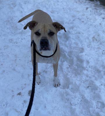 Nala enjoying a walk in the snow, photo sent to me as an update while boarding her.