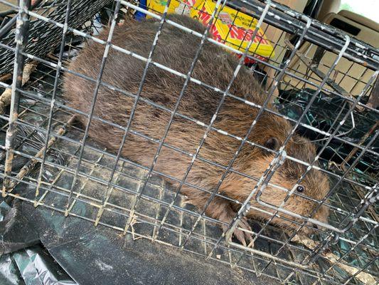 Beaver Removal