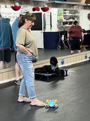 Linda using distractions while dogs practice "place"