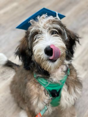 Puppy kindergarten graduate, Chestnut!