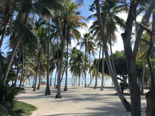 Coconut Palm Tree Trimming