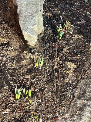 daffodils appearing!!