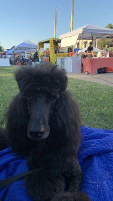 Lucy enjoying the Food Festival