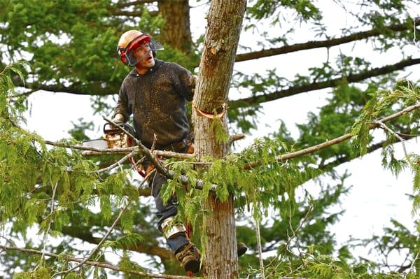 tree pruning services