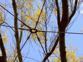 Arborist Tucson AZ