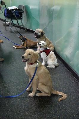 Puppy Class