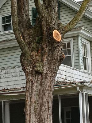 Removed tree over the house