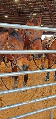 Lots of stalls for animals