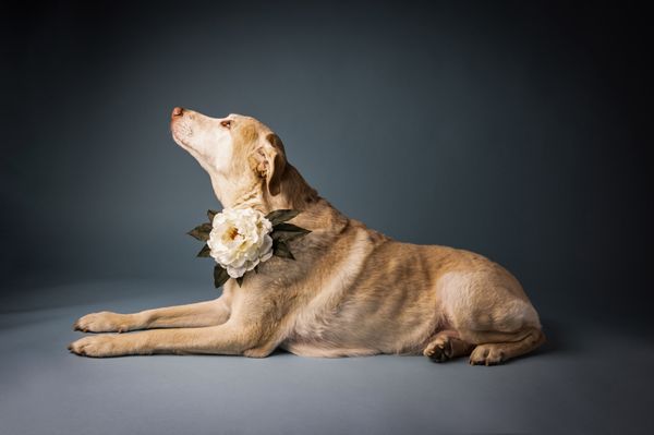 Senior dog portrait in the photo studio. {Sweet Jade}