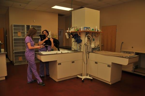 Our treatment area is a safe a comfortable environment where we care for your pet.